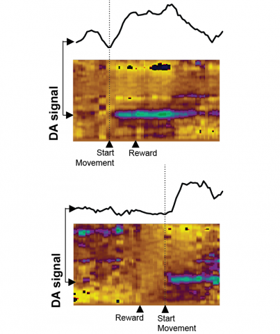 Dopamine (DA) signals in Nucleus Accumbens with and without movement. Top panel shows a behavioural trial where movement is initiated to collect reward. Bottom panel shows a trial where movement is withheld until after reward delivery.