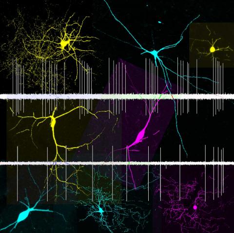 striatal interneurons