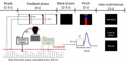 A sequential neurofeedback-behaviour task, with the neurofeedback reflecting the occurrence of beta bursts quantified in real-time based on EEG measurements over sensorimotor cortex, was used to evaluate the relationship between cortical beta bursts and movement initialisation.