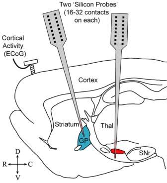 diagram of para-sagital plane through rat brain showing locations of the silicon probes used to acquire the recordings