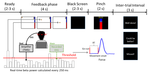 A sequential neurofeedback-behaviour task, with the neurofeedback reflecting the occurrence of beta bursts quantified in real-time based on EEG measurements over sensorimotor cortex, was used to evaluate the relationship between cortical beta bursts and movement initialisation.