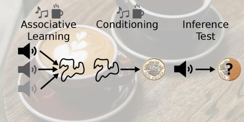 Image showing the 3 phases of the inference task used. Associative learning phases shows 3 sound icons with arrows pointing to one shape. Conditioning phase shows one shape with an arrow pointing to a pound coin. Inference test phase shows a sound icon with an arrow pointing to a symbol showing a pound coin and wood coin with a question mark. Above the associative learning and conditioning phases there are icons showing musical notes and a coffee cup. The background of the image is two coffee cups on a tabl