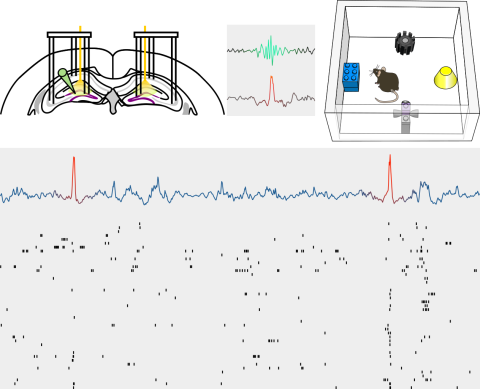 Diagram of recording tetrode and optic fibre locations in mouse brain section, sharp wave ripple waveform, compared to the newly described dentate spike waveform, a diagram of a behvioural box with 4 objects in it, and a mouse, and underneath, spike times of a population of neurons, with LFP with dentate spikes shown