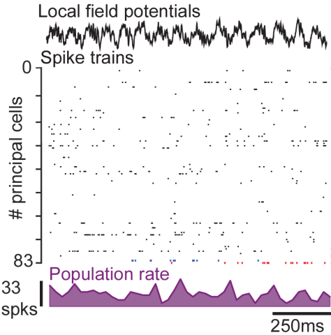 plot of principle cell spike times, with population rate and local field potential also plotted