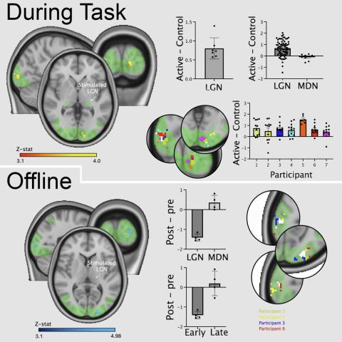 A figure showing an upper panel with MRI of activitiy during task (top) and after (bottom); also shows graphs showing the results of analysis showing effect of TUS in two areas of the brain.