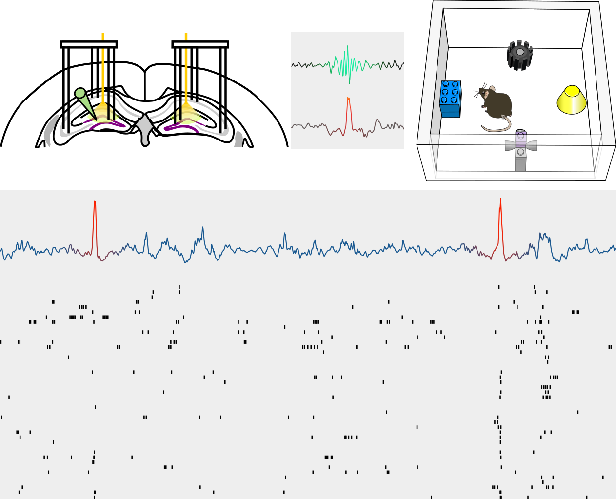 Diagram of recording tetrode and optic fibre locations in mouse brain section, sharp wave ripple waveform, compared to the newly described dentate spike waveform, a diagram of a behvioural box with 4 objects in it, and a mouse, and underneath, spike times of a population of neurons, with LFP with dentate spikes shown