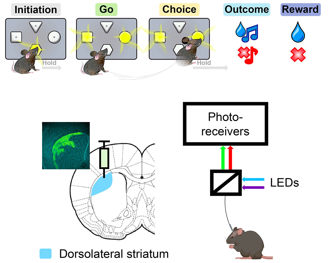 diagram showing the behavioural task and the location of the injection of the fluoresent biosensor.